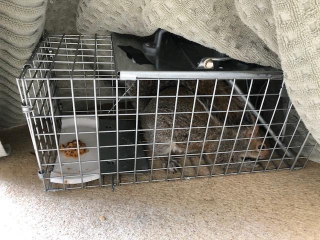 Havahart Easy-Set Catch and Release Small 1-Door Humane Live Animal Trap for Squirrels, Rabbits, Skunks, and Other Small Animals - 1083 customer photo 1