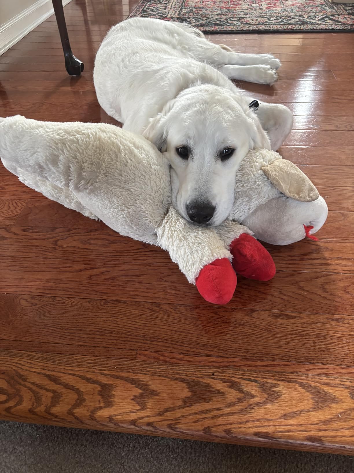 Multipet Lamb Chop Dog Plush Toy 10