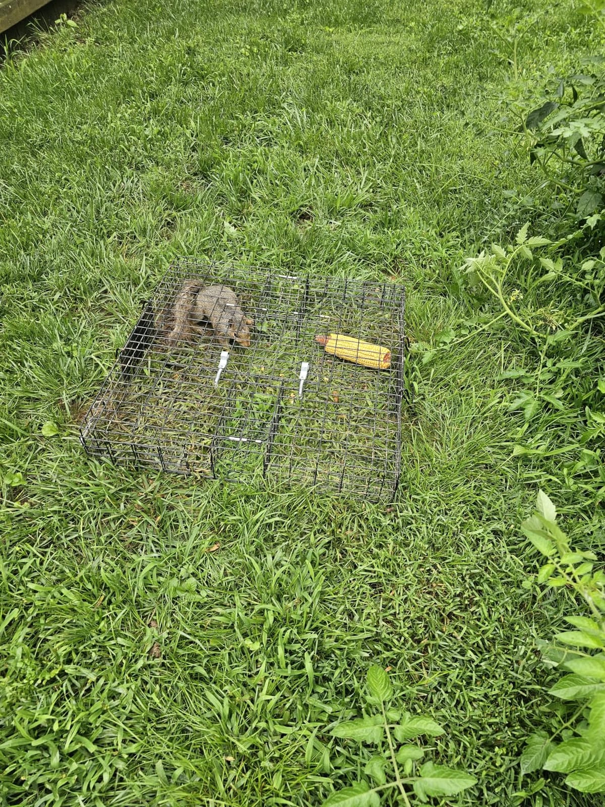 Rugged Ranch Squirrelinator Humane Multi-Catch Metal Wire Live Animal Trap customer photo 1