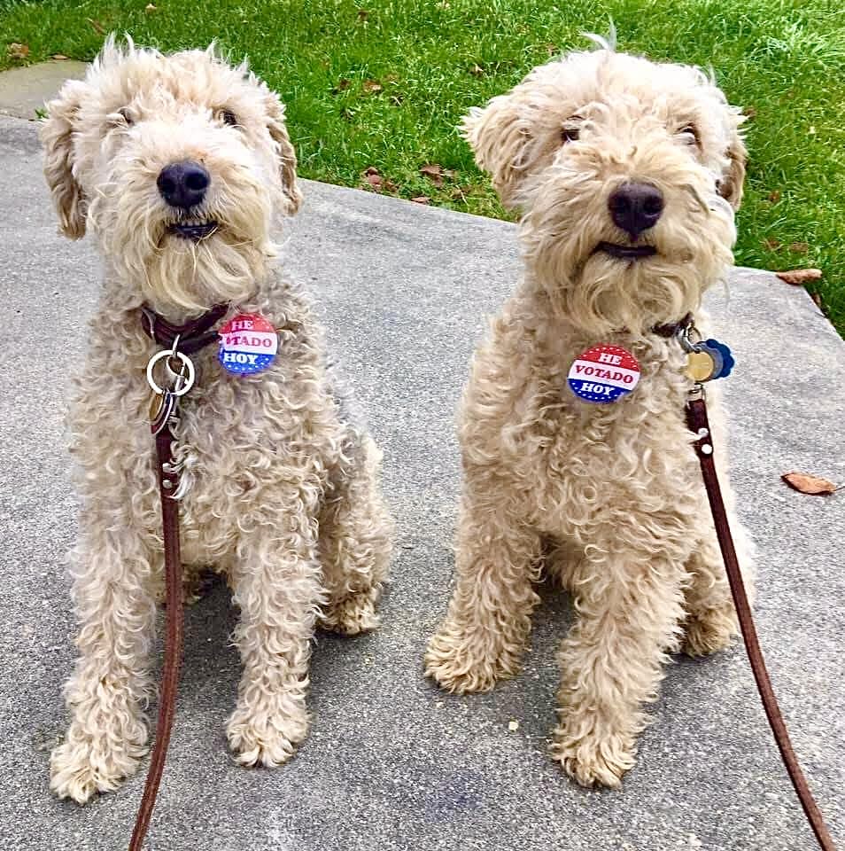 Epiotic Advanced Ear Cleanser|Gentle Ear Cleanser for Dogs and Cats customer photo 2