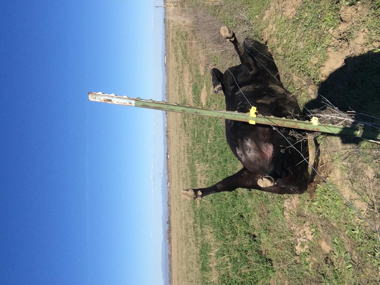 Zareba 50 Mile AC-Powered Low Impedance Electric Fence Charger customer photo 1