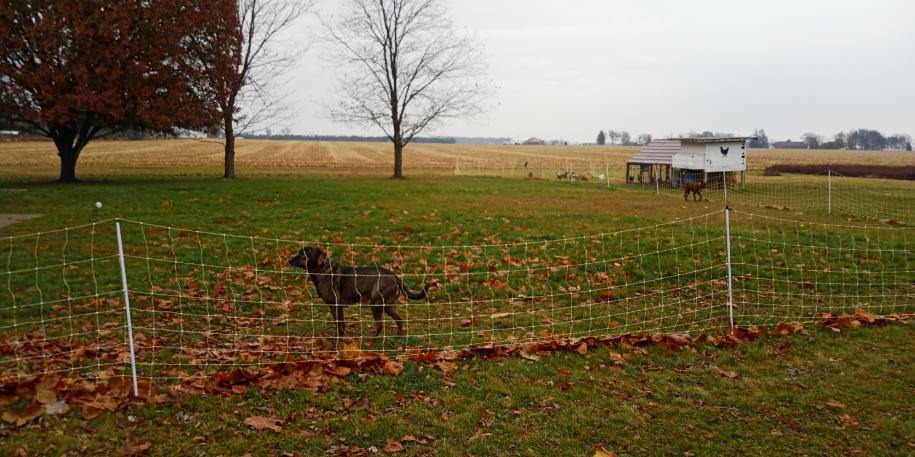 Patriot PE10 Electric Fence Energizer, 0.30 Joule customer photo 1