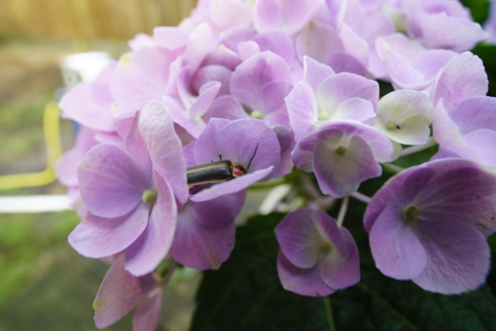 Venus Laowa 15mm f/4 Wide Angle 1:1 Macro Lens with Shift for Sony FE Mount customer photo 2