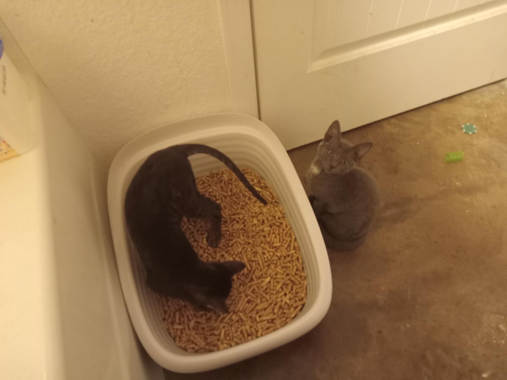 Arm and Hammer Large Sifting Cat Litter Box with Microban customer photo 2