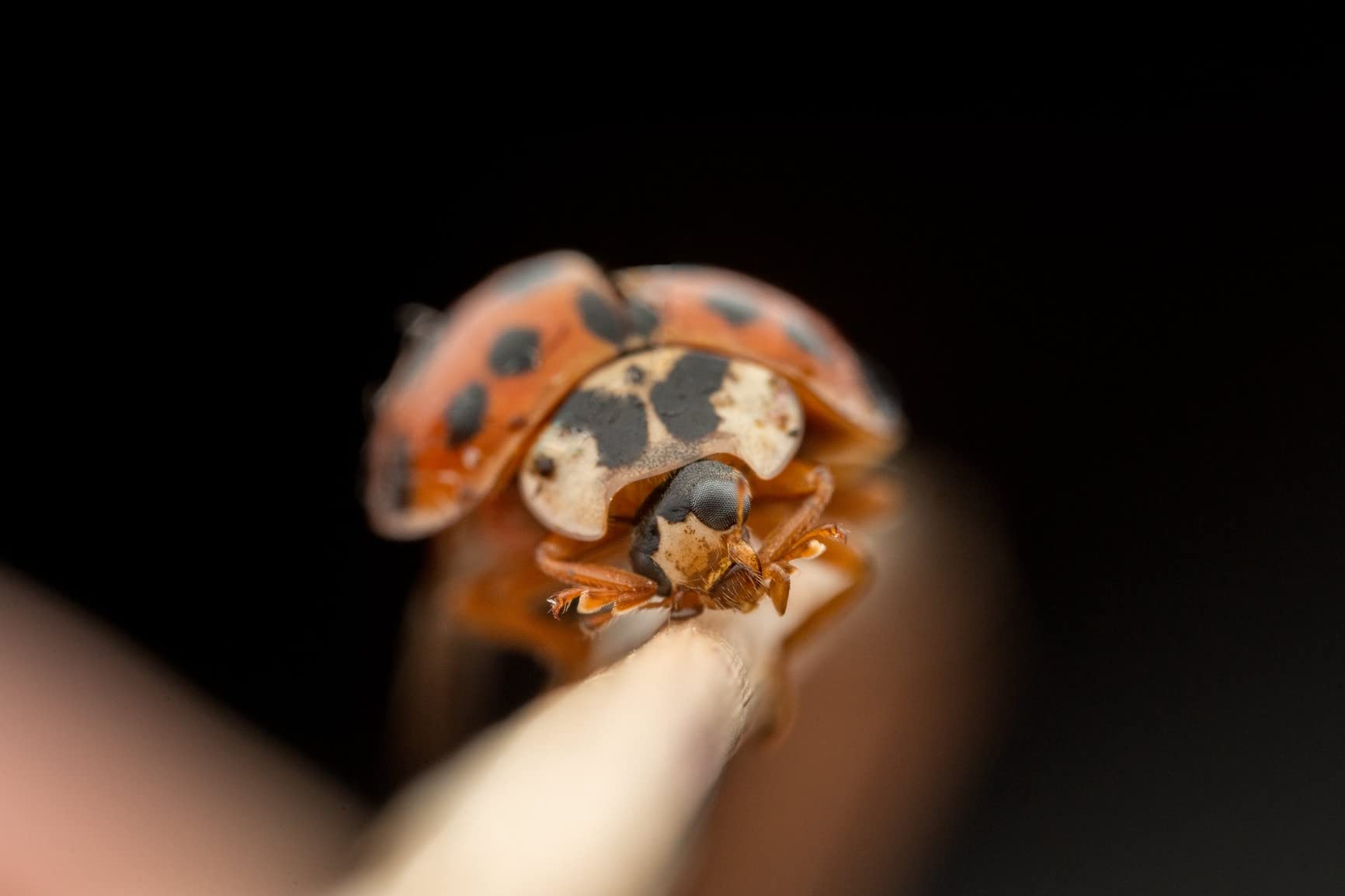 Venus Optics Laowa 25mm f/2.8 2.5-5X Ultra-Macro (Sony FE Mount) customer photo 1