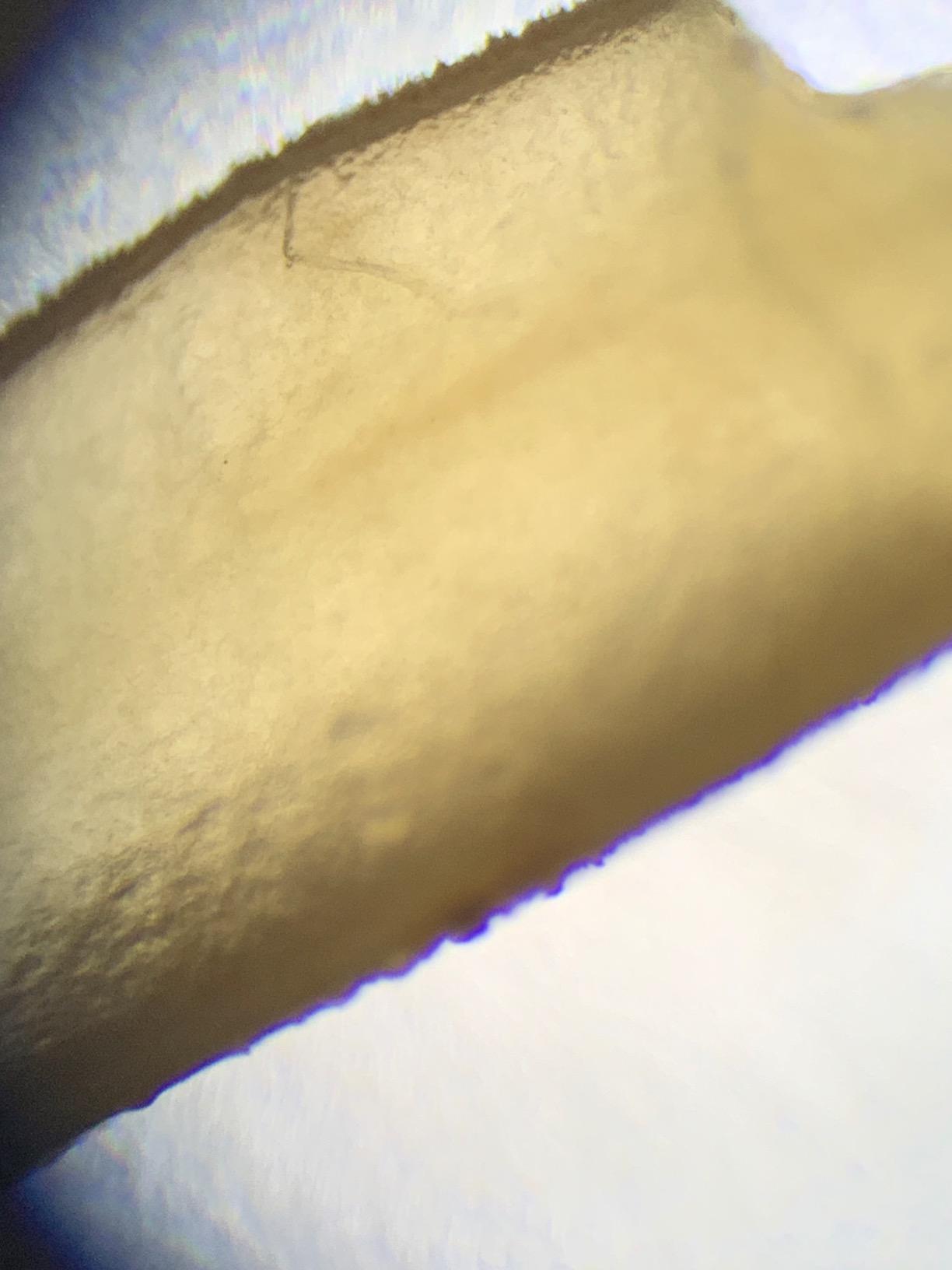 SWIFT SW380B 40X-2500X Magnification, Siedentopf Head, Research-Grade Binocular Compound Lab Microscope with Wide-Field 10X and 25X Eyepieces, Mechanical Stage, Ultra-Precise Focusing customer photo 1