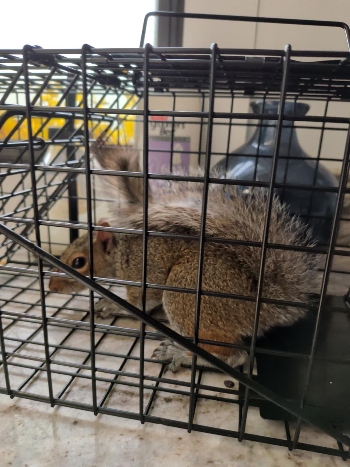 Humane Live Squirrel Cage Trap customer photo 2