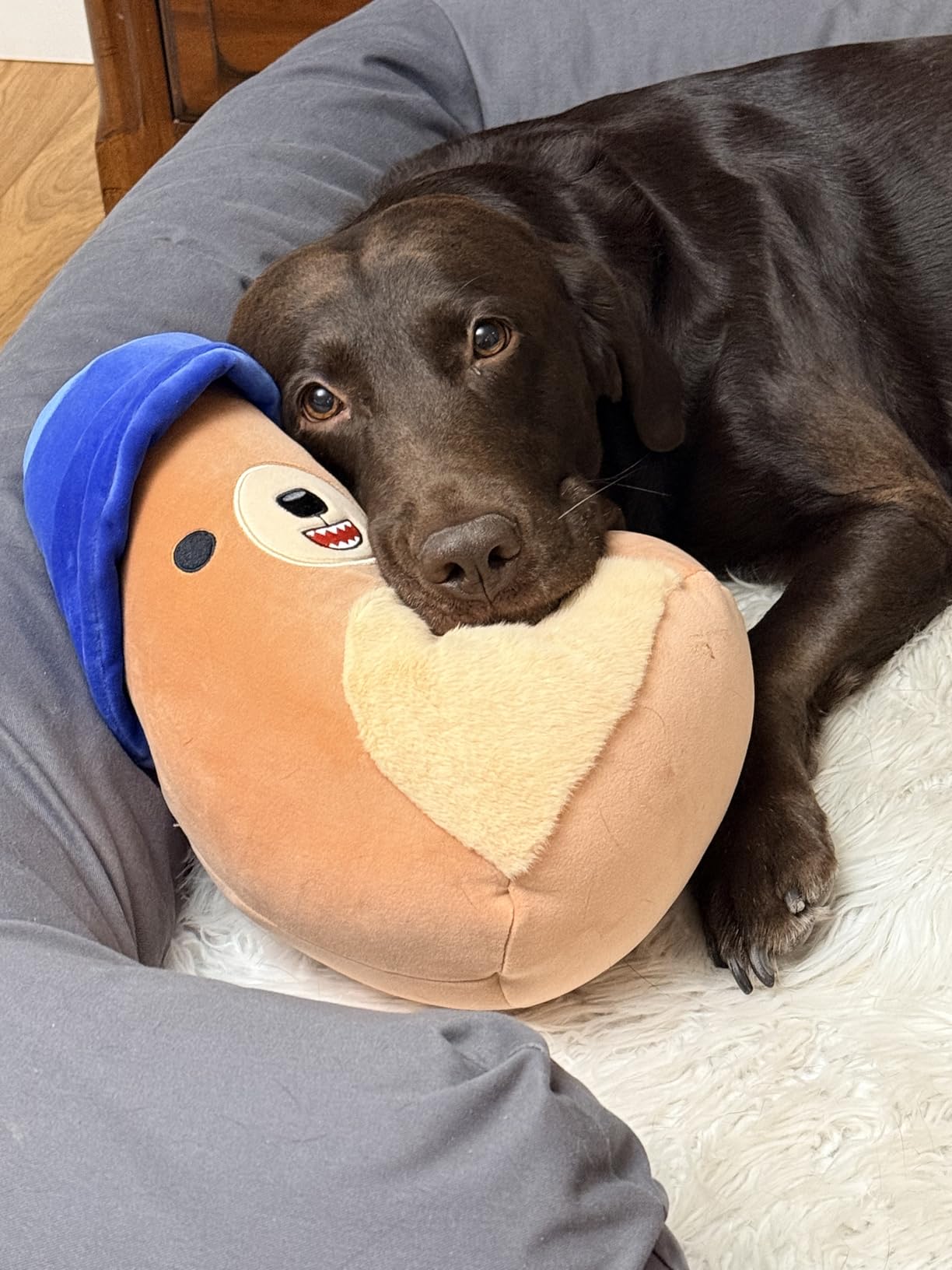 Danny Dino 12-Inch customer photo 1