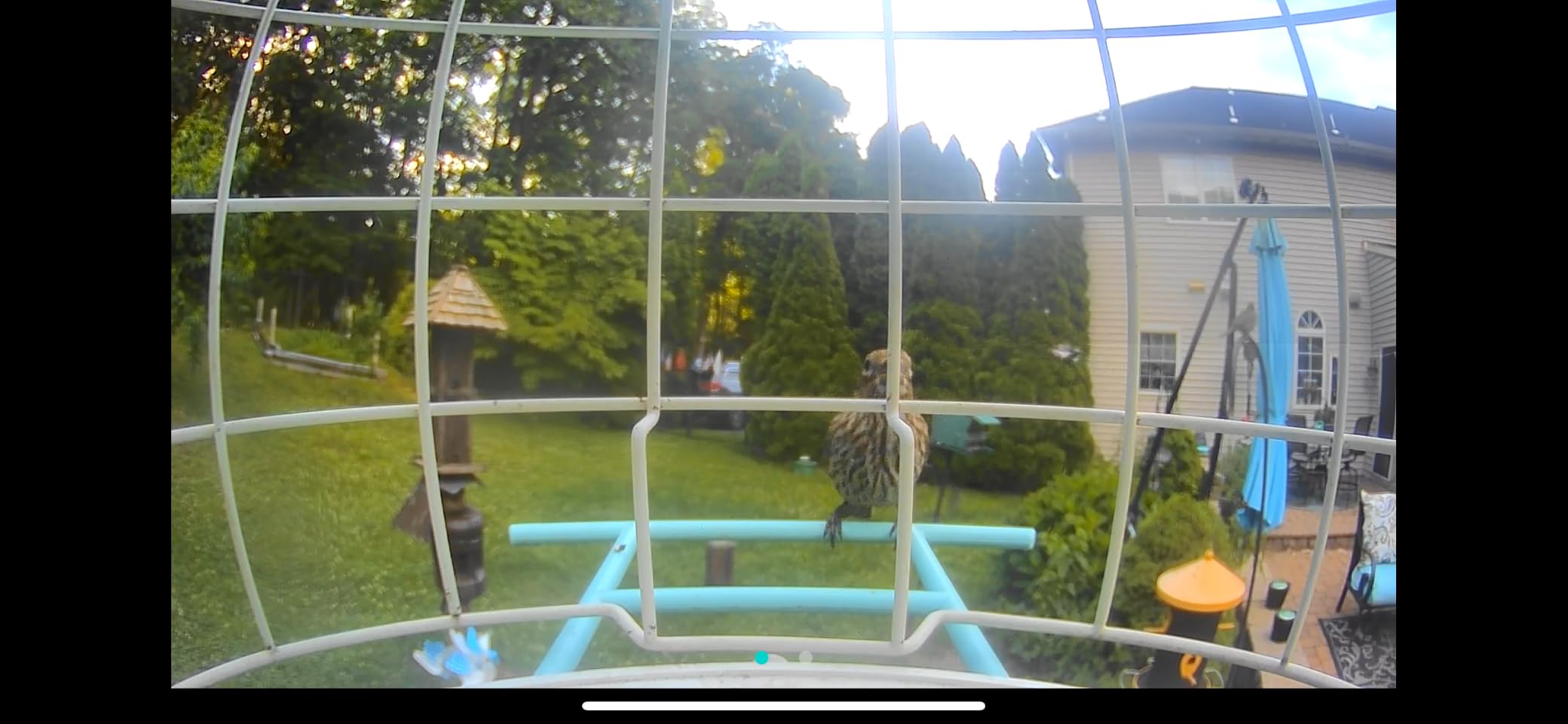 NETVUE by Birdfy Smart Bird Feeder with 2K AI Camera Solar Powered, 3MP Wireless Wildbird Watching, Live Stream & Night Vision, Auto-Capture & Notify, Collection & Cloud Storage (AI by Subscription) customer photo 1