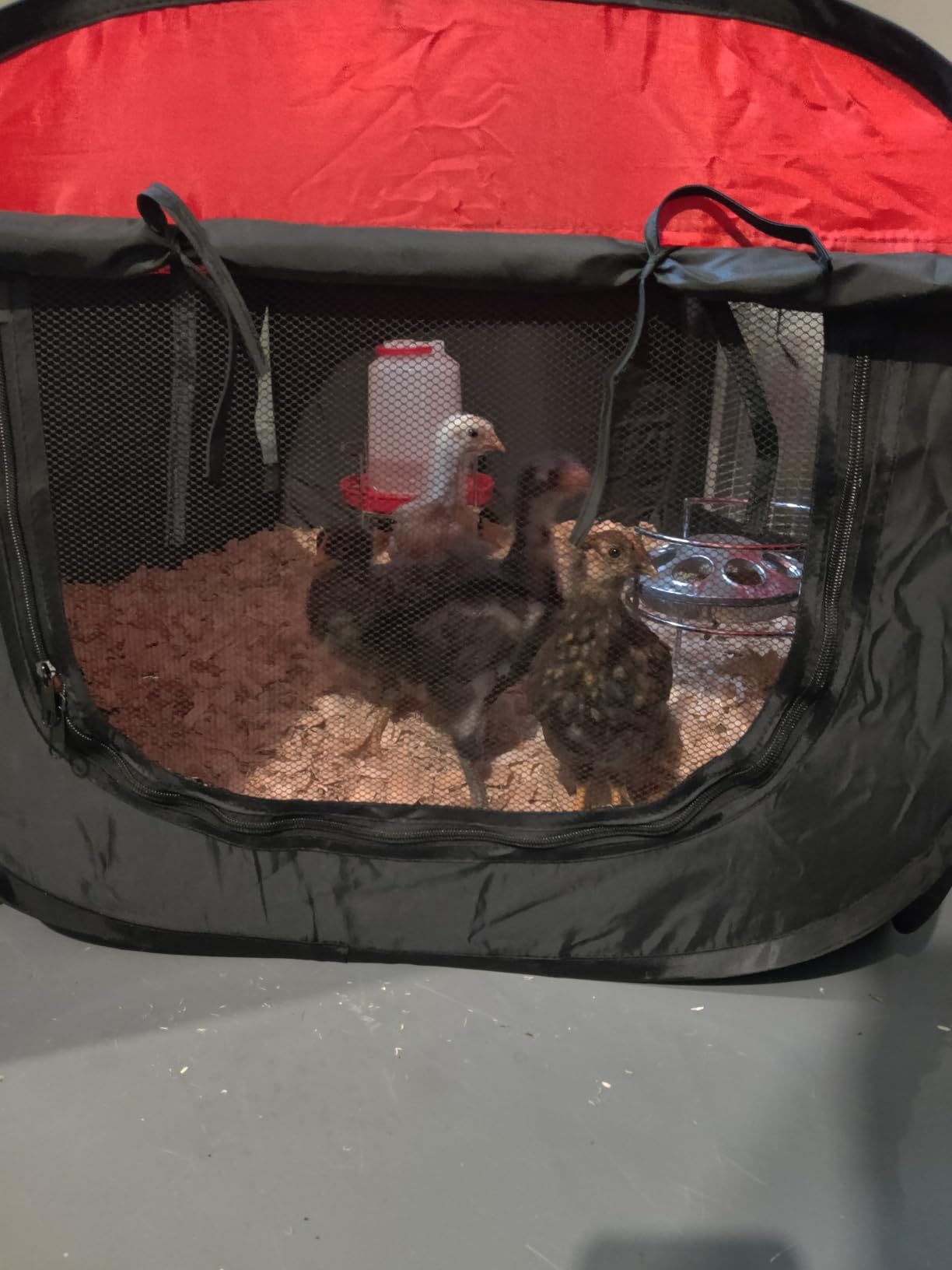 Tetuga Brooder Box for Chick Starter Kit, Chicken Brooder Up to 15 Chicks customer photo 2
