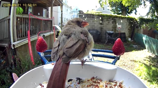 Fazoxo Bird Feeder with Camera,Birds House Camera,Solar Powered,AI Bird ID customer photo 2