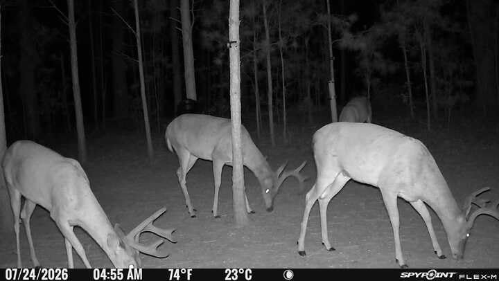 SPYPOINT Flex-M Twin, Cellular Trail Camera, Night Vision, Free Photo Plan customer photo 2
