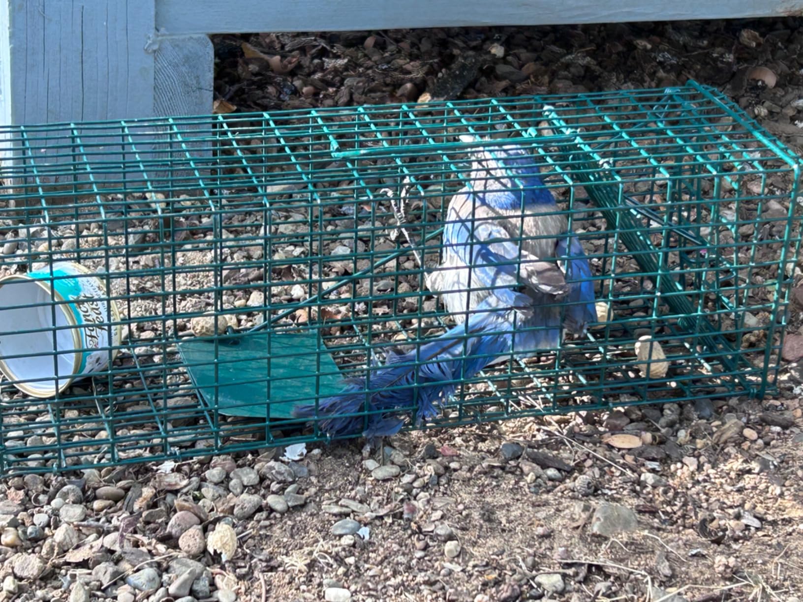 Qualirey 2 Pcs Squirrel Trap Live Animal Cage Humane Catch Release,Silver customer photo 1