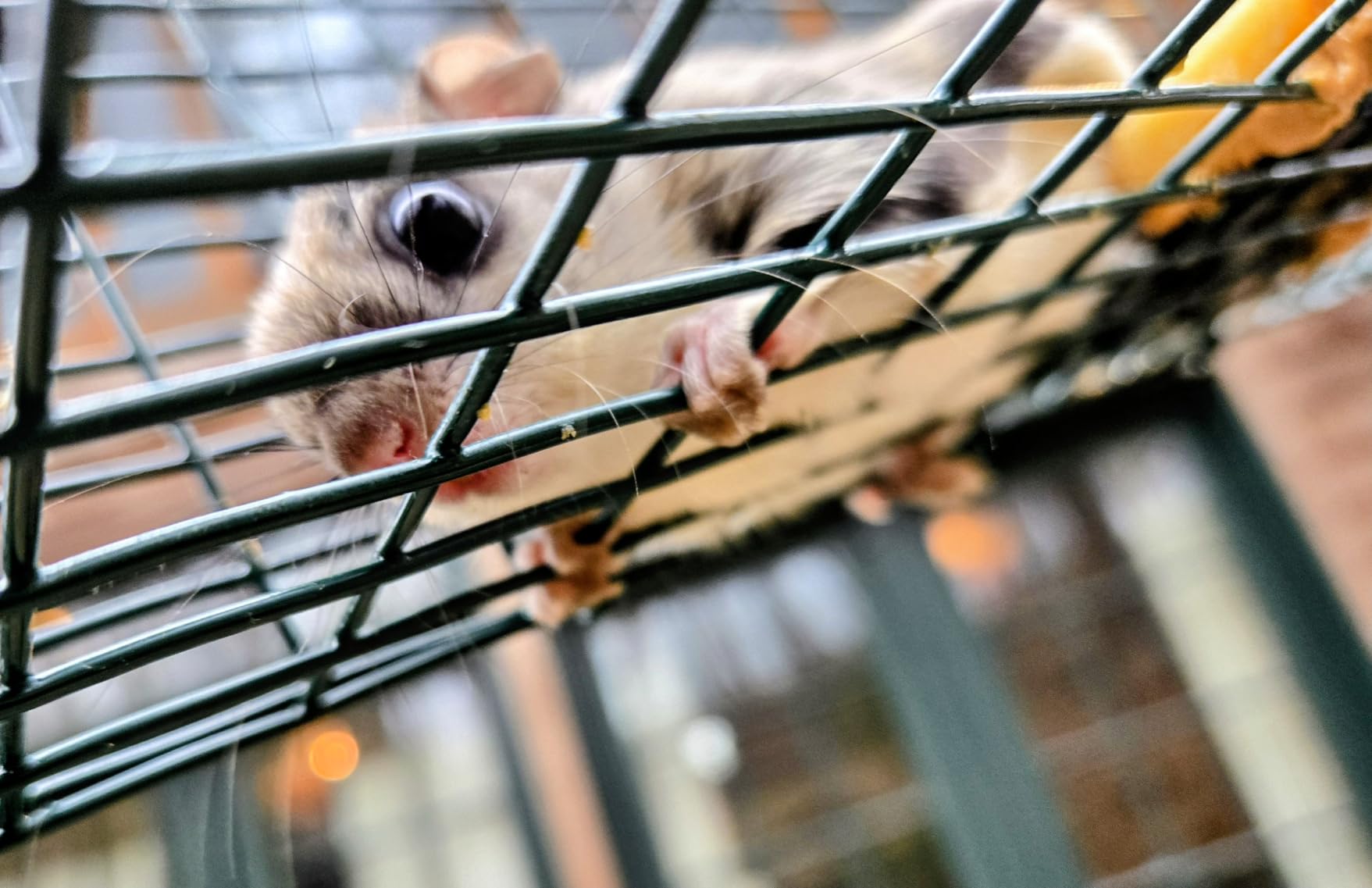 Qualirey 2 Pcs Squirrel Trap Live Animal Cage Humane Catch Release,Silver customer photo 2