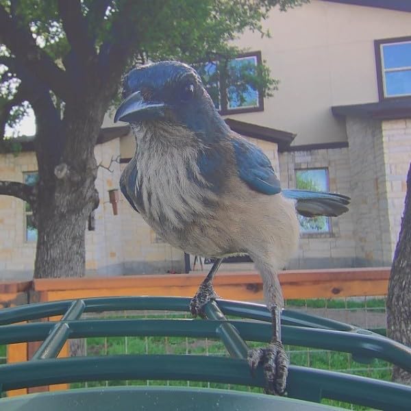 Kiwibit Bird Feeder with Camera 4K, Solar Powered, 8MP Photos, Smart AI ID customer photo 1