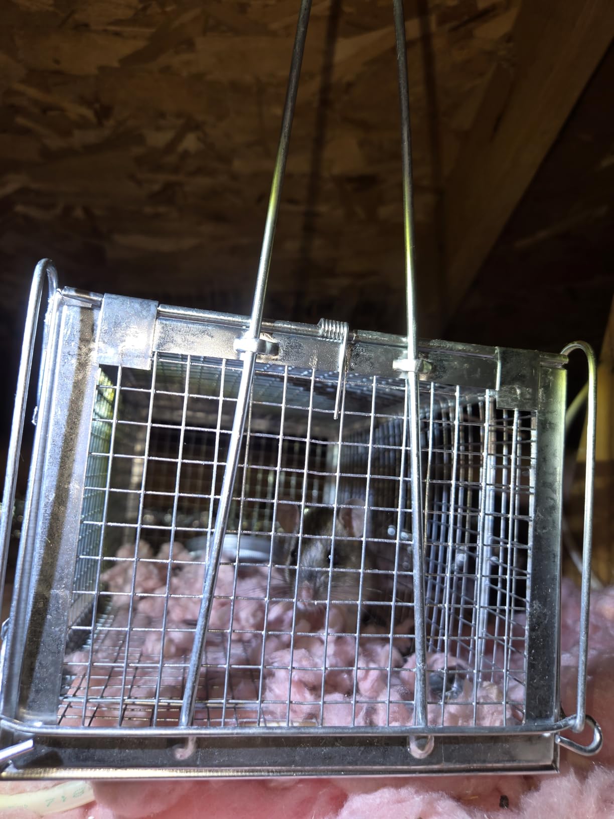 Live Squirrel Trap, Foldable Heavy Duty Humane Animal Cage Trap, Large Rat Trap Cage Catch and Release, Rodent Rabbit Trap for Indoor and Outdoor - 17” L x 7.9” W x 7.5” H customer photo 2