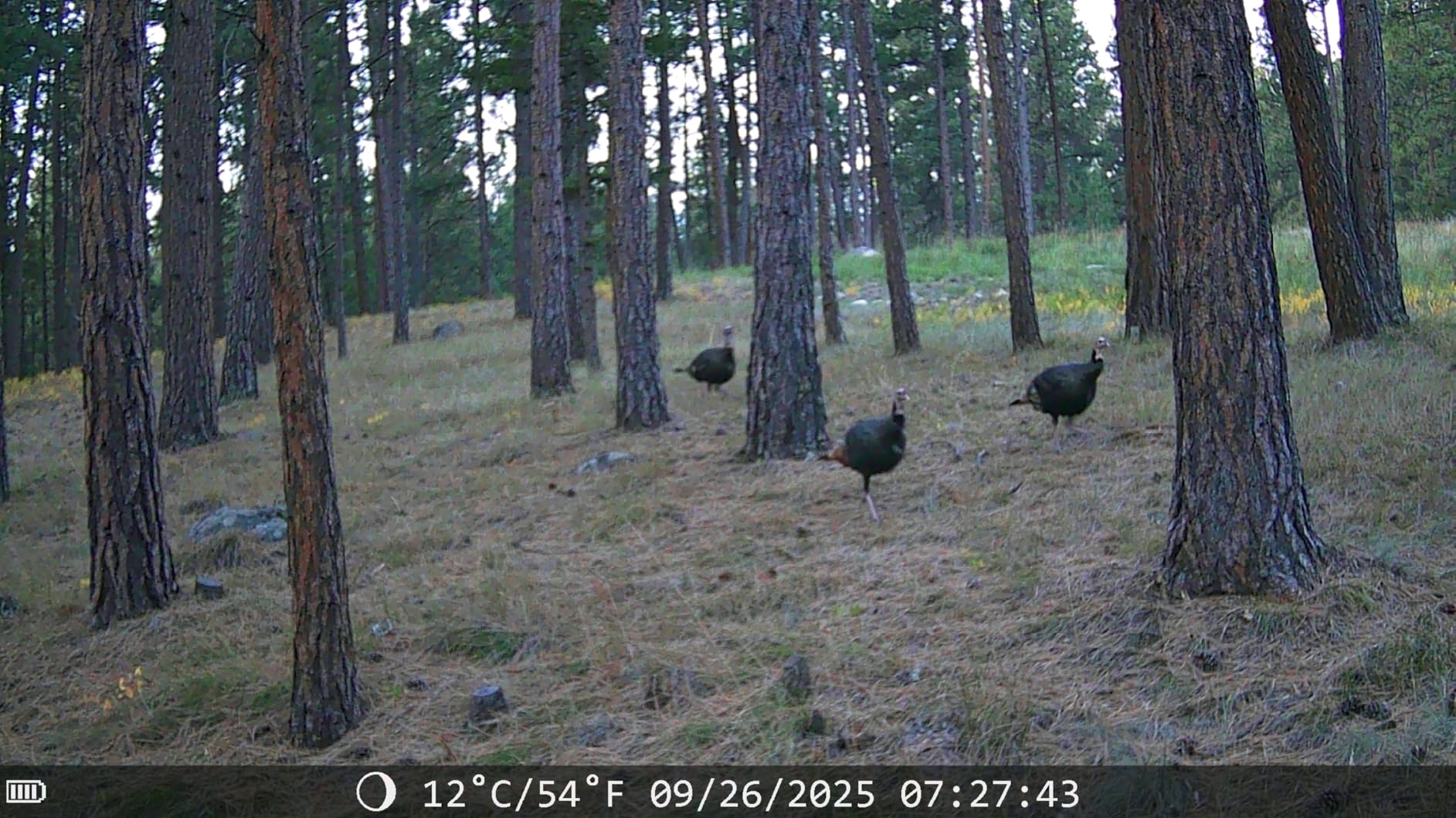 4G LTE Cellular Wildlife Camera,Solar Trail Camera with 2k Live Video & True Color Night Vision, No WiFi Needed Game Camera Include SIM Card with 0.2s Trigger Time ,64GB Micro SD Card, IP66 Waterproof customer photo 2