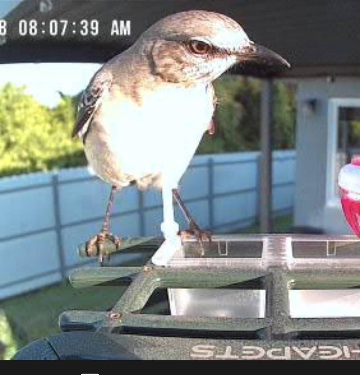 Smart Bird Feeder with Camera Solar Powered 2K HD Video, 10,000+ Species AI Recognition, Real-Time App Alerts, and Weatherproof Design for Effortless Birdwatching, Gift for Bird Lovers, Brown customer photo 2