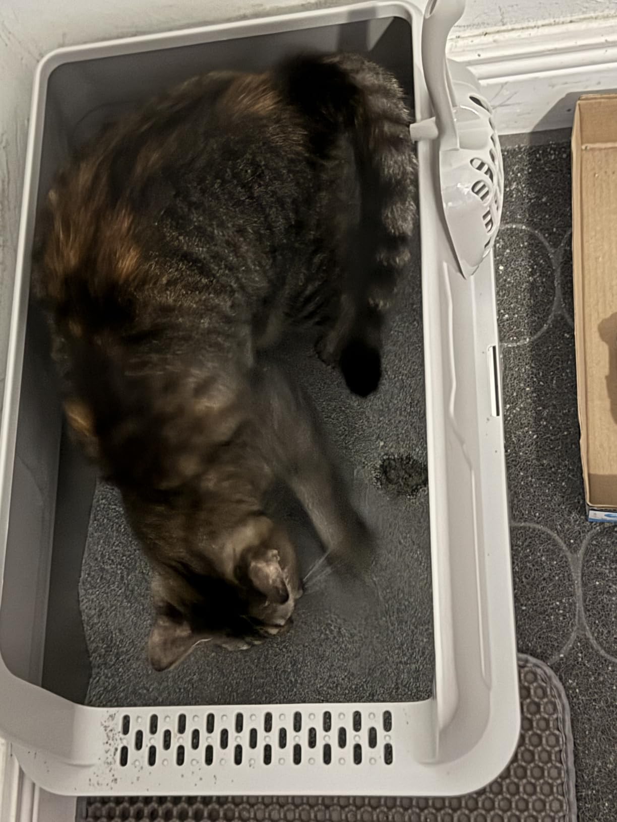 Self Cleaning Open Top Automatic Multiple Cat Litter Box, White customer photo 1